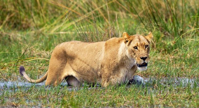 Moremi, Botswana wildlife  Pictures