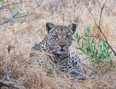 Moremi, Botswana wildlife  Pictures