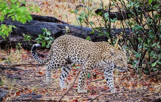 Moremi, Botswana wildlife  Pictures