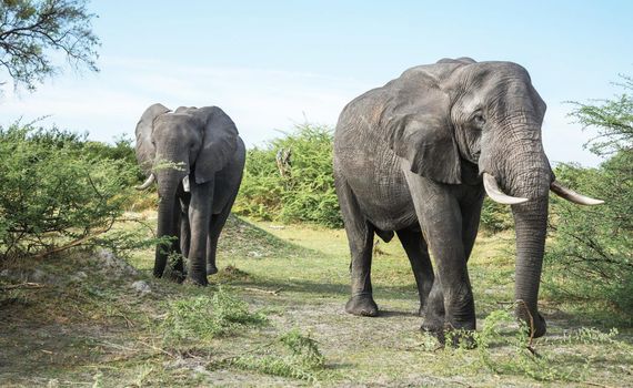 Moremi, Botswana wildlife  Pictures