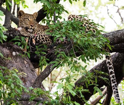 Moremi, Botswana wildlife  Pictures