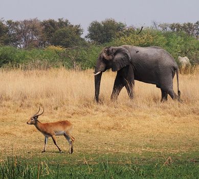 Moremi, Botswana wildlife  Pictures