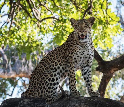 Moremi, Botswana wildlife  Pictures