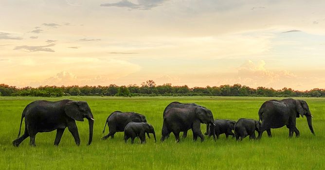 Moremi, Botswana wildlife  Pictures