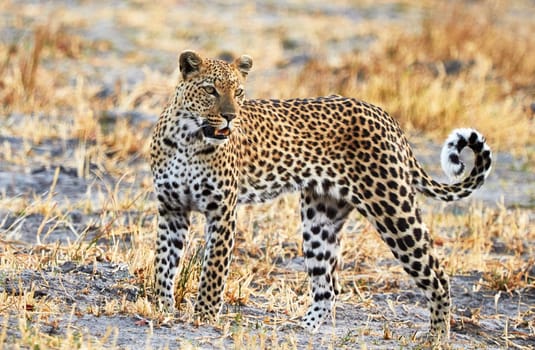 Moremi, Botswana wildlife  Pictures