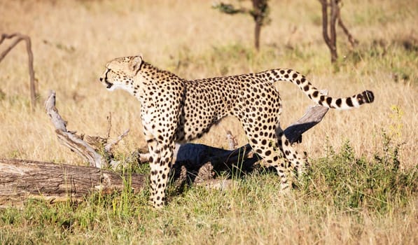 Moremi, Botswana wildlife  Pictures