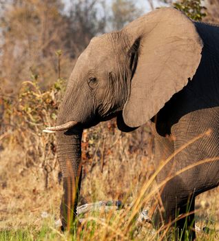 Moremi, Botswana wildlife  Pictures