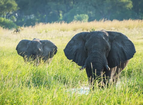 Moremi, Botswana wildlife  Pictures