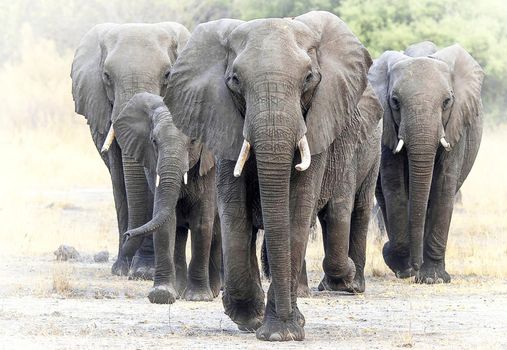 Moremi, Botswana wildlife  Pictures