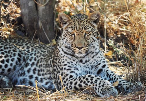 Moremi, Botswana wildlife  Pictures