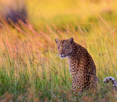 Moremi, Botswana wildlife  Pictures