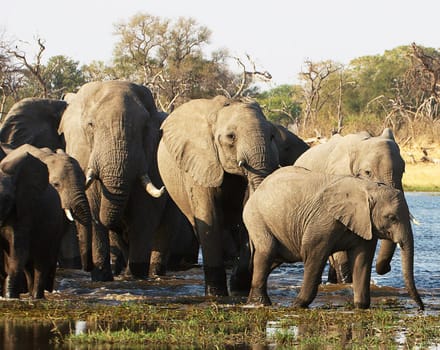 Moremi, Botswana wildlife  Pictures