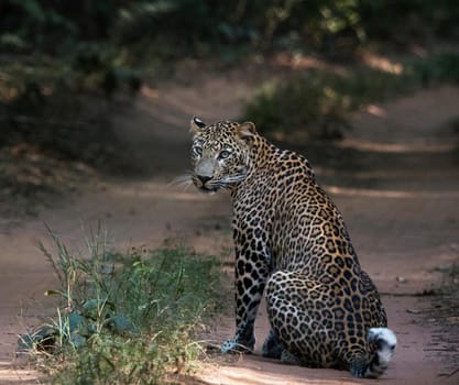 Moremi, Botswana wildlife  Pictures