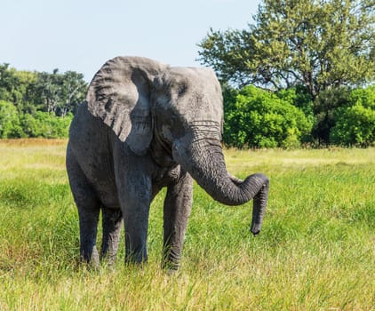 Moremi, Botswana wildlife  Pictures