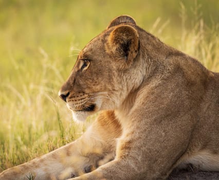 Moremi, Botswana wildlife  Pictures