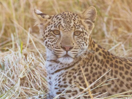 Moremi, Botswana wildlife  Pictures