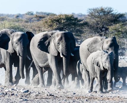 Moremi, Botswana wildlife  Pictures