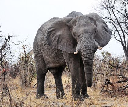 Moremi, Botswana wildlife  Pictures