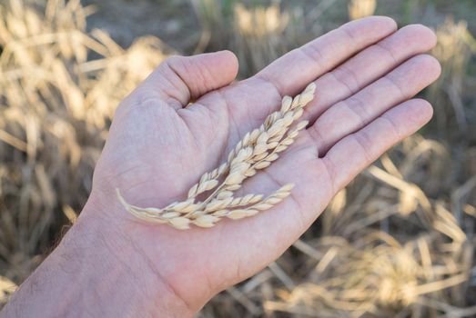 Closeup view of caucasian man hand with rice spike