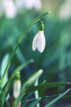 Spring background with flowers. The first spring flowers - snowdrops in the grass.  (Amaryllidaceae - Galanthus nivalis)