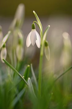 Spring background with flowers. The first spring flowers - snowdrops in the grass.  (Amaryllidaceae - Galanthus nivalis)