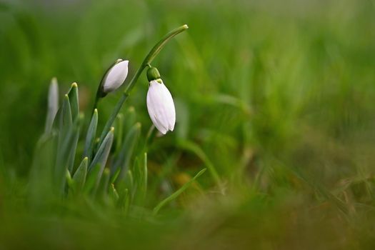 Spring background with flowers. The first spring flowers - snowdrops in the grass.  (Amaryllidaceae - Galanthus nivalis)