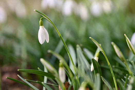Snowdrops - spring flowers. Beautifully blooming in the grass at sunset. Delicate Snowdrop flower is one of the spring symbols. (Amaryllidaceae - Galanthus nivalis)