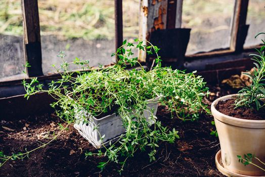 Freshly Repotted Thyme from Bed to Pot in Backyard