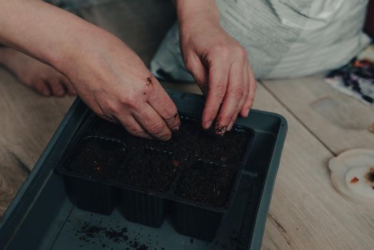 Woman Hands Sowing Pepper Seeds at Home In Spring