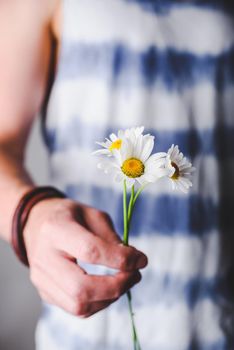 Three chamomile flowers in male hands