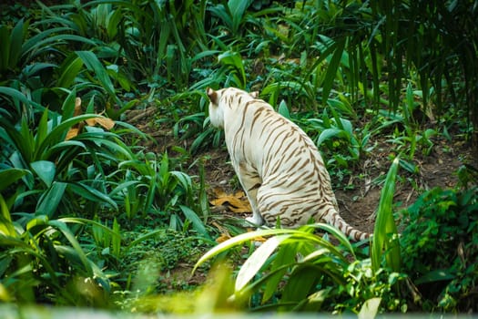 White tiger in jungle. Shooting Location: Singapore