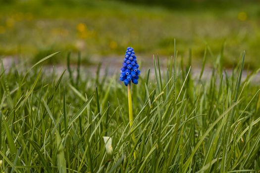 Tiny blue flower on high thin green stalk at square full of green blades of grass