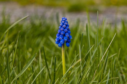 Tiny blue flower on high thin green stalk at square full of green blades of grass