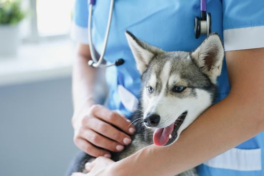 Close-up of veterinarian woman stroking and hug cute puppy husky. Lovely dog with pure blue eyes on appointment in vet. Animal friendly, veterinary concept