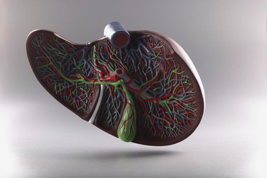 Close-up of artificial plastic model of liver in cut on hook placed on grey background. Part of human body, organism, organ. Education, human body concept
