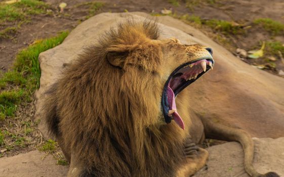 A real face of lion once they are really anger for food