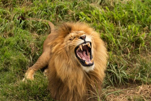A real face of lion once they are really angry