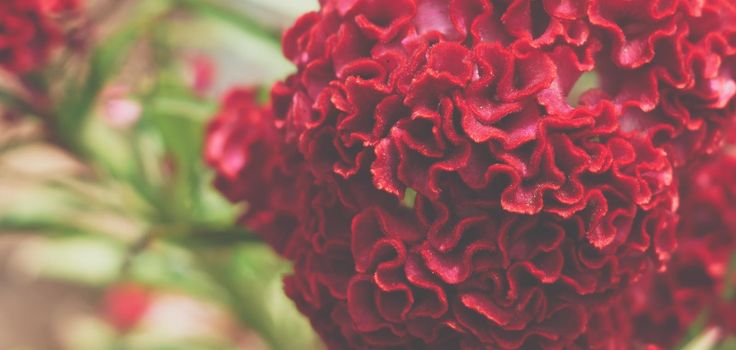 BANNER Real beauty nature background. Celosia argentea cristata cockscomb crested tropical flower bloom blossom. Planted temple Garden. Bordeaux red claret colour. Pseudocereals alternative amaranth.