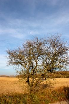 a tree without leaves on the edge of a plowed field, against a blue sky