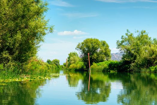 View of the Skadar lake in the national park of Montenegro