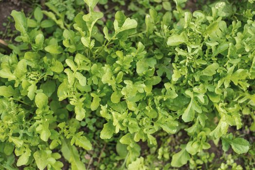 green arugula salad grows in the garden