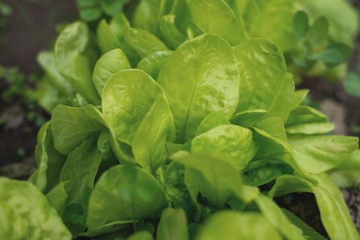 green lettuce leaves grow in the garden