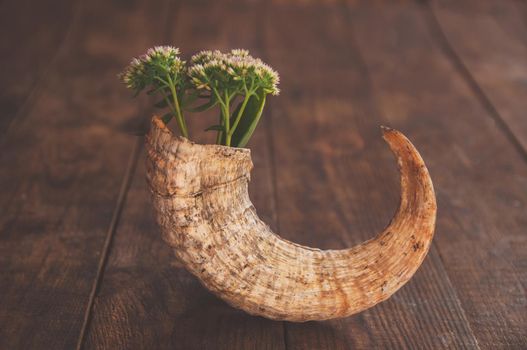 traditional ram horn with pink flower on wooden background