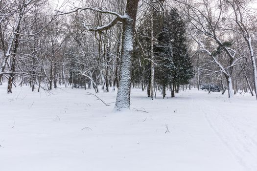 Trees covered with snow. Snow-covered road in the city park. Winter landscape.