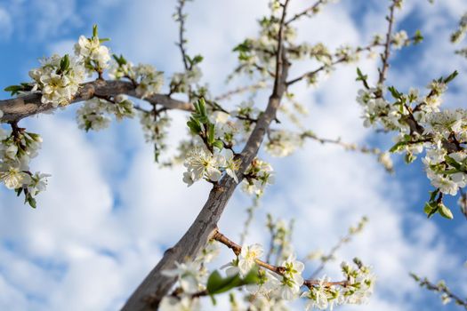 A large plum branch covered with white flowers growing towards the clouds. Spring garden. Bottom view.