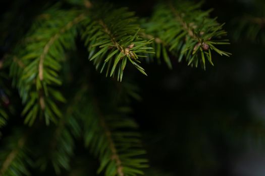 Green spruce branches with needles on a dark background.