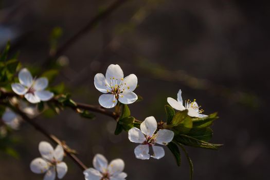 Small white plum flowers on a branch close-up on a dark brown background. Selective focus. Spring garden.