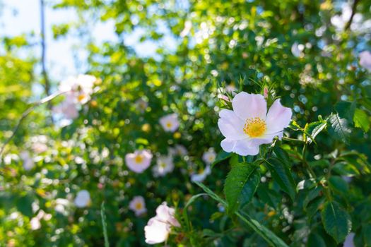 Large rosehip flower on a green bush. Clear sunny weather. Selective focus.