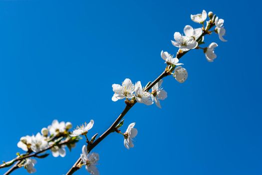 A beautiful flowering branch of apricot against a blue clear sky. White flowers of a fruit tree. Spring background. Selective focus.
