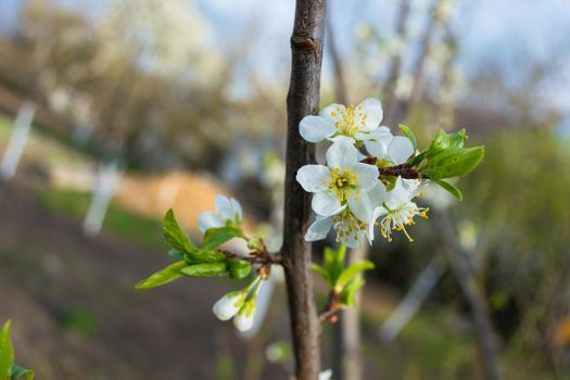 White flowers of a fruit tree. Plum. Spring in the garden.